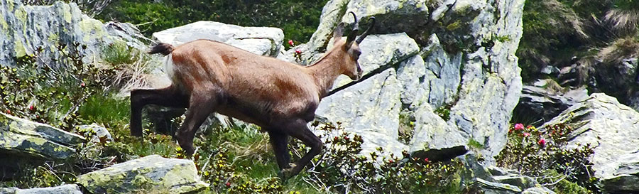 Camoscio colto allo zoom